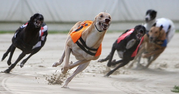 greyhound-race